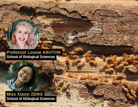 Crucial Role of Invertebrates as Eco-Custodians in Global Forest Litter Decomposition